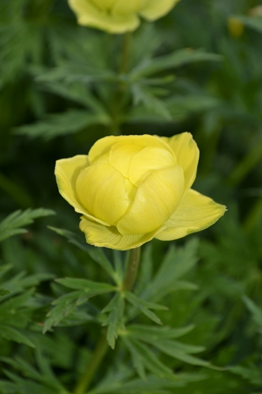 Trollius europeus